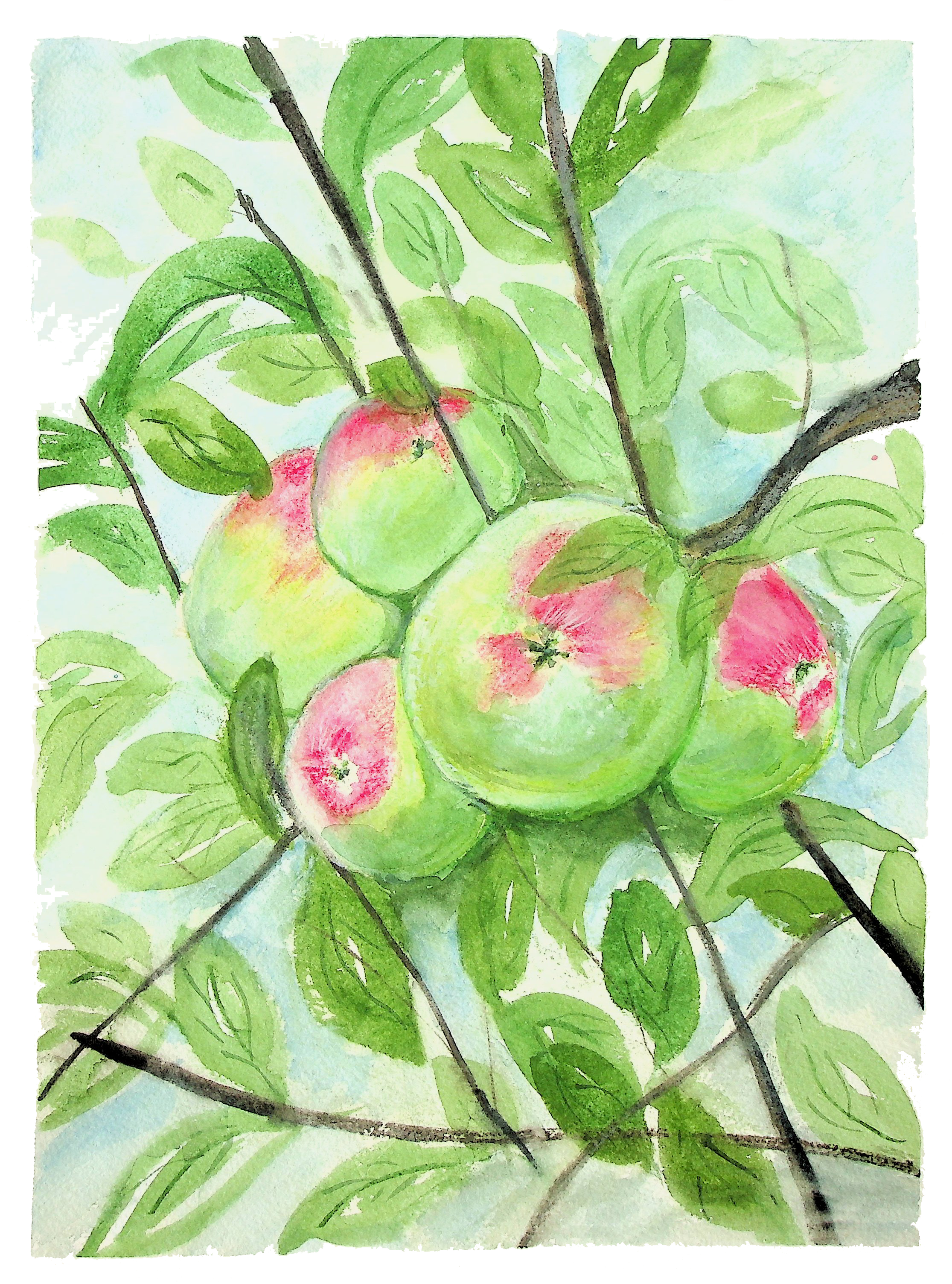 Apples - Image 2