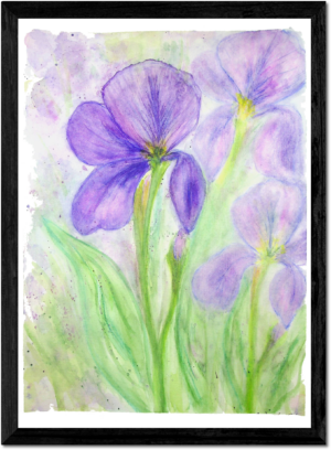 Purple Iris