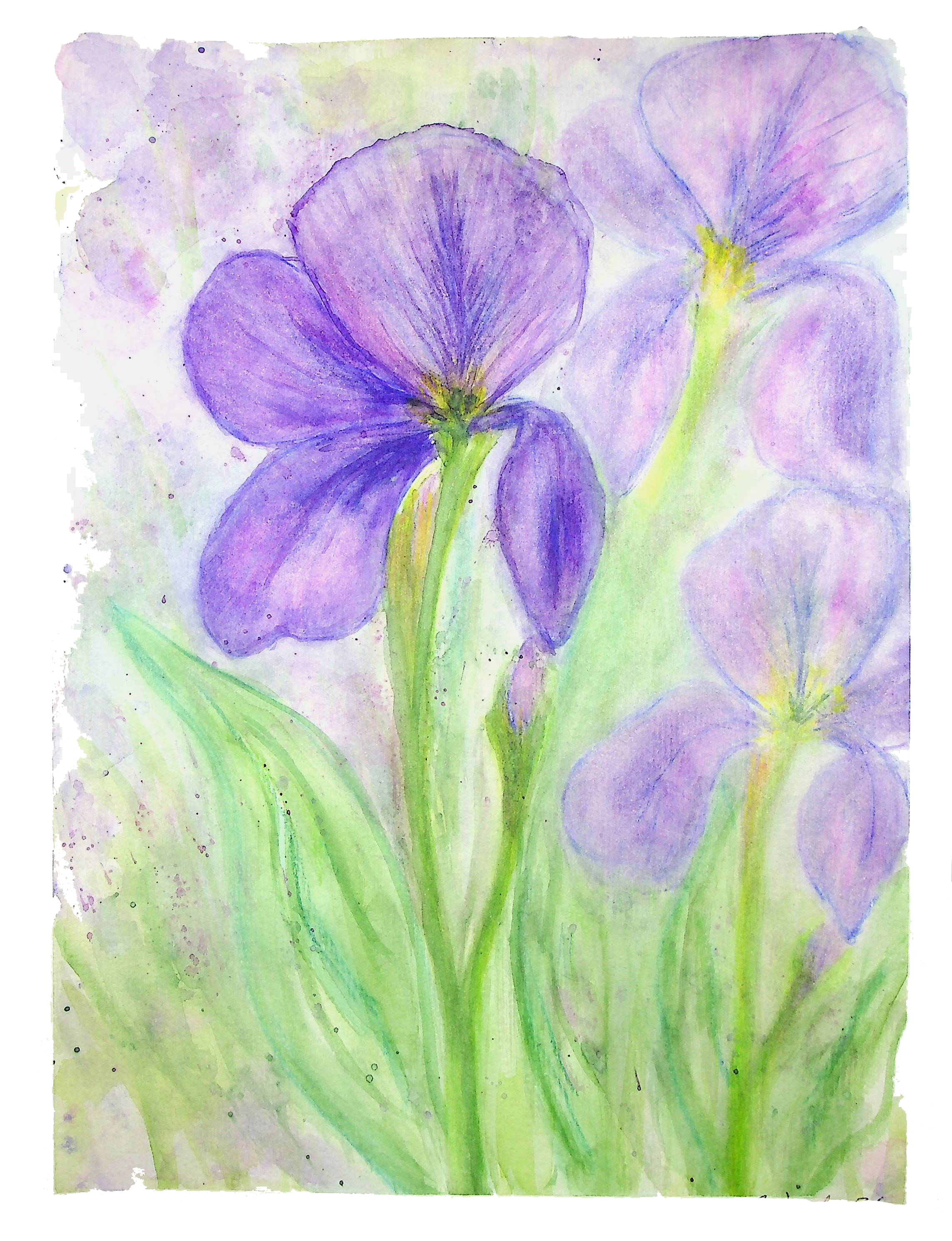 Purple Iris - Image 2