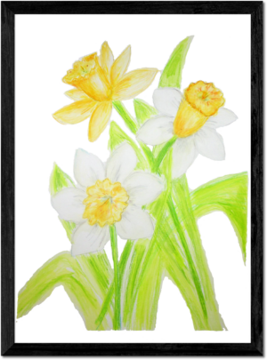 Yellow Daffodil