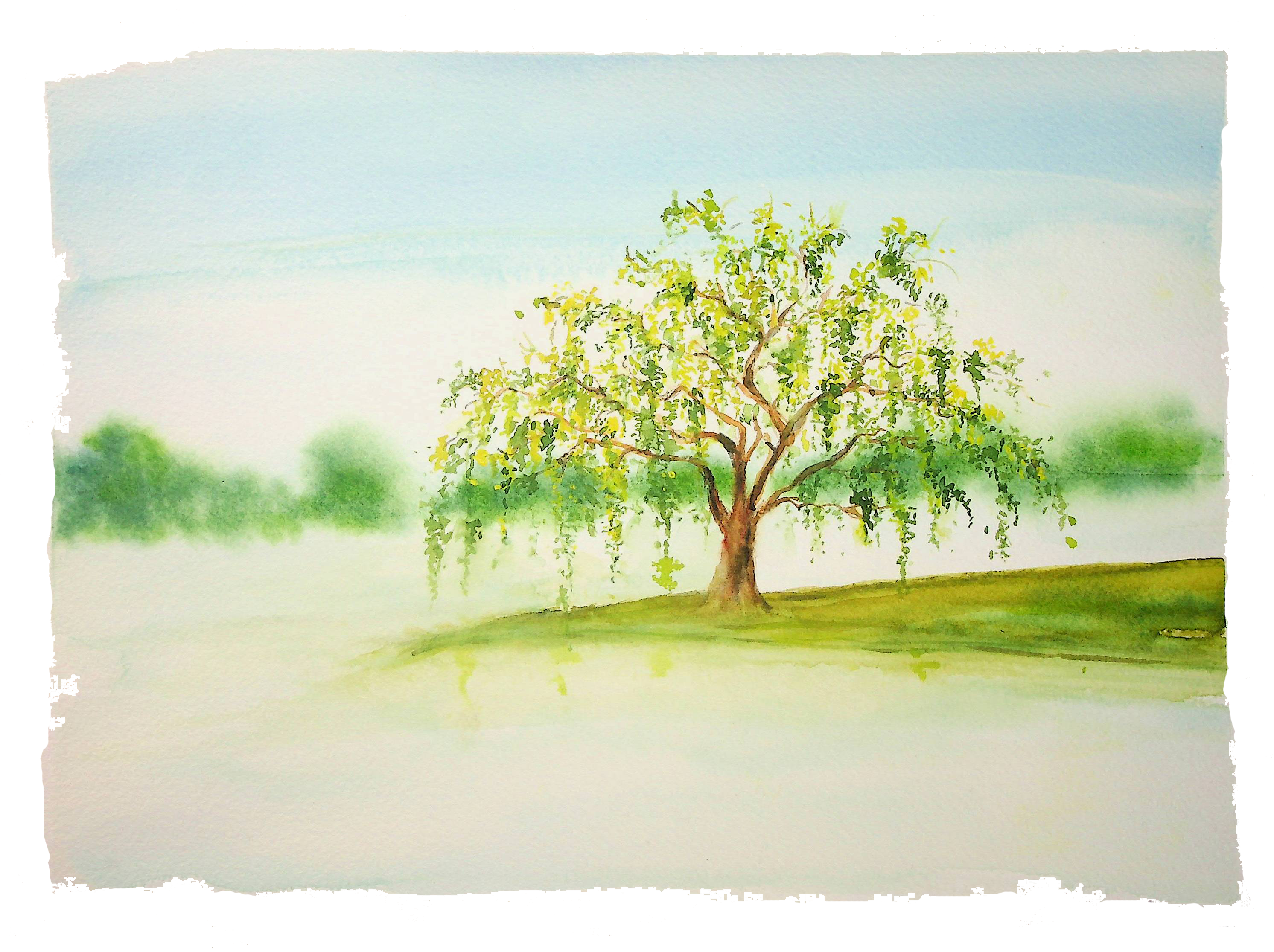 Willow - Image 2